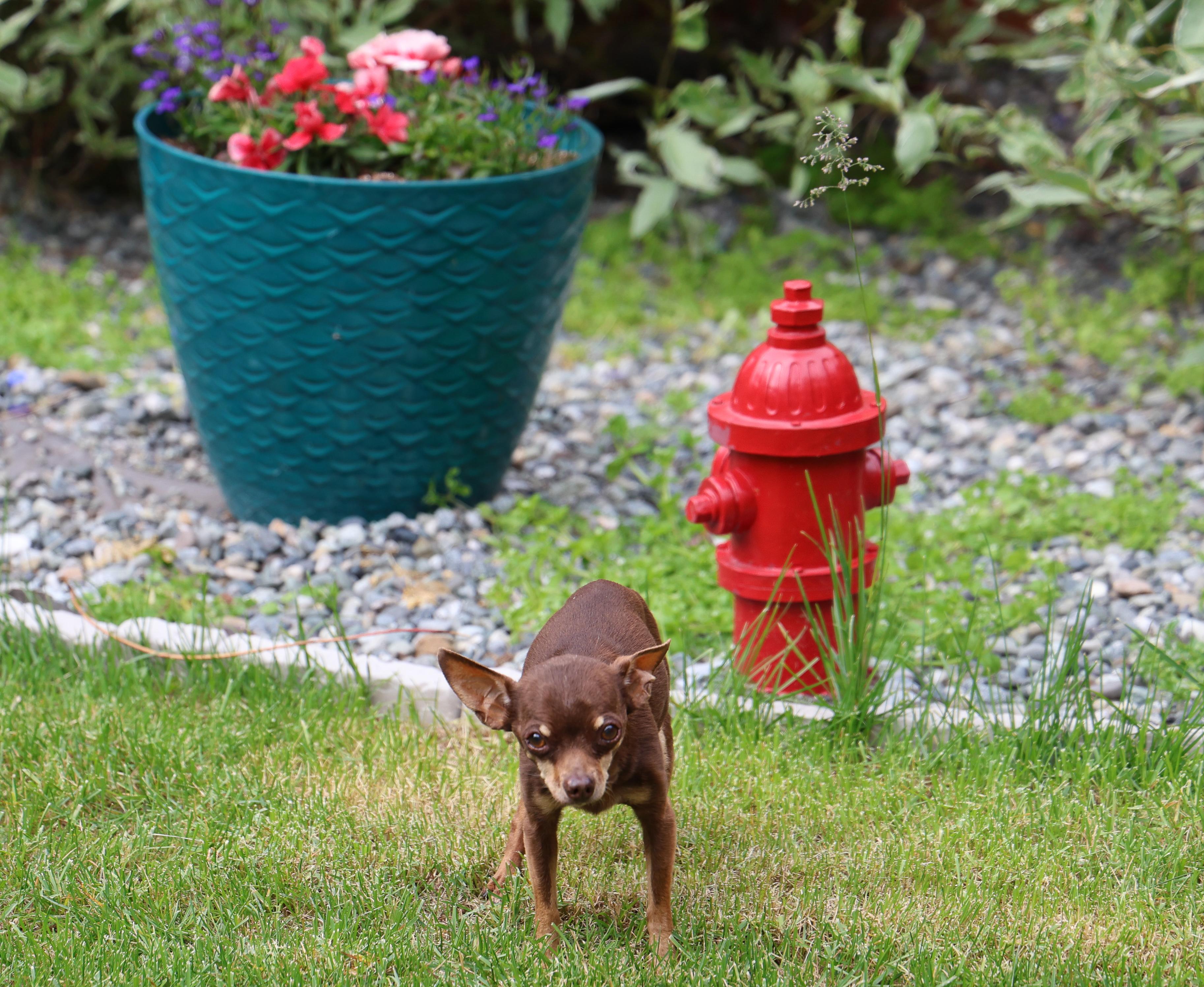 Simon, an adopted mixed breed in Anchorage, AK image 4/6