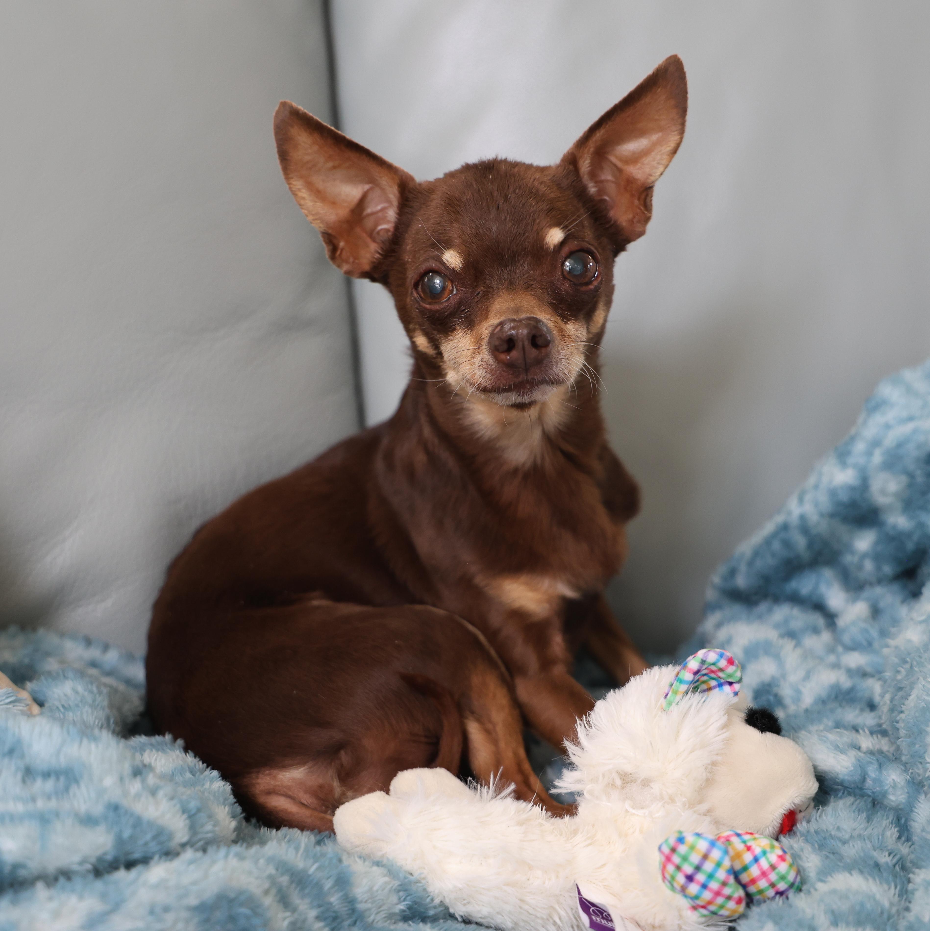 Simon, adopted, Senior Male Chihuahua.