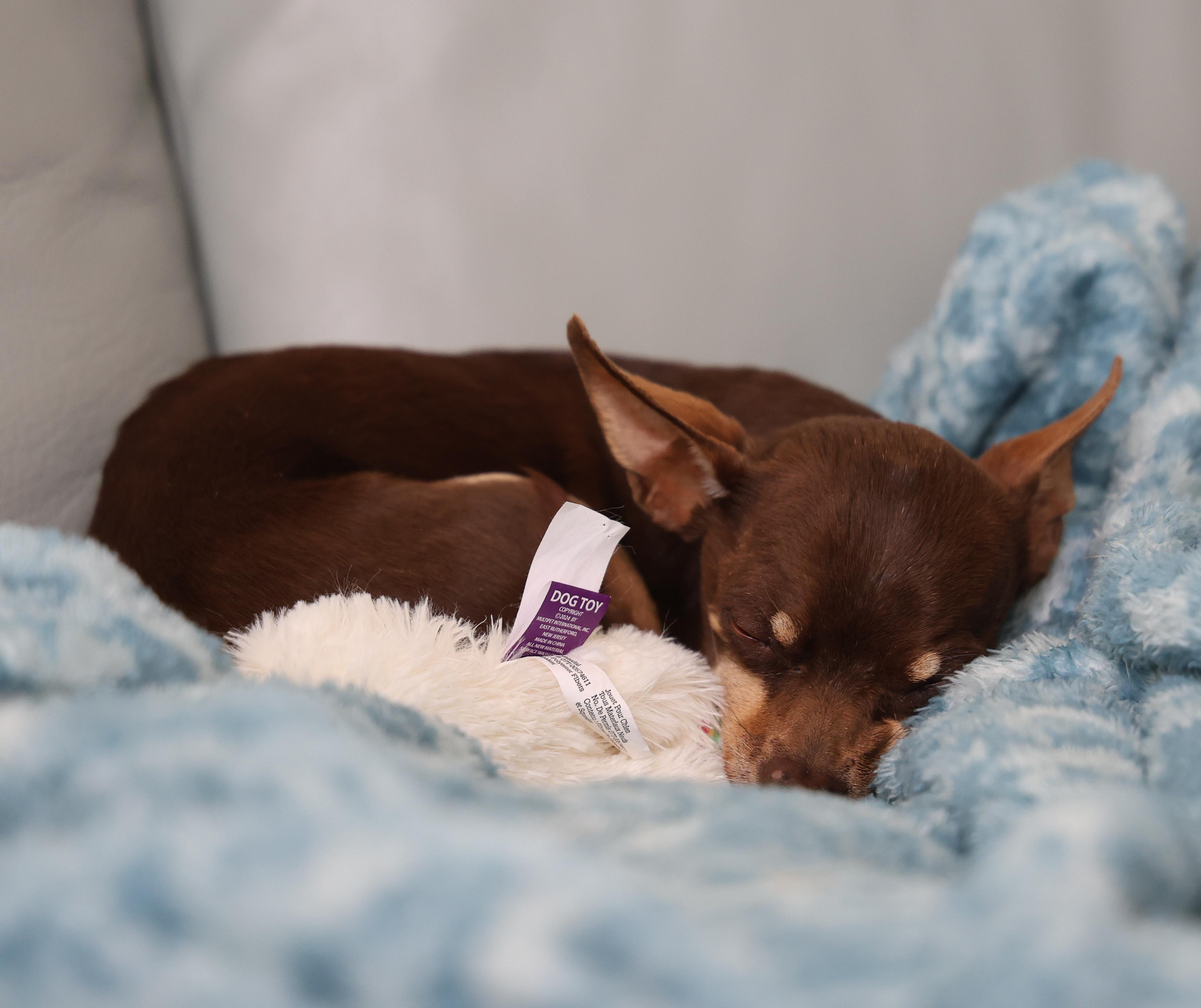 Simon, an adopted mixed breed in Anchorage, AK image 6/6