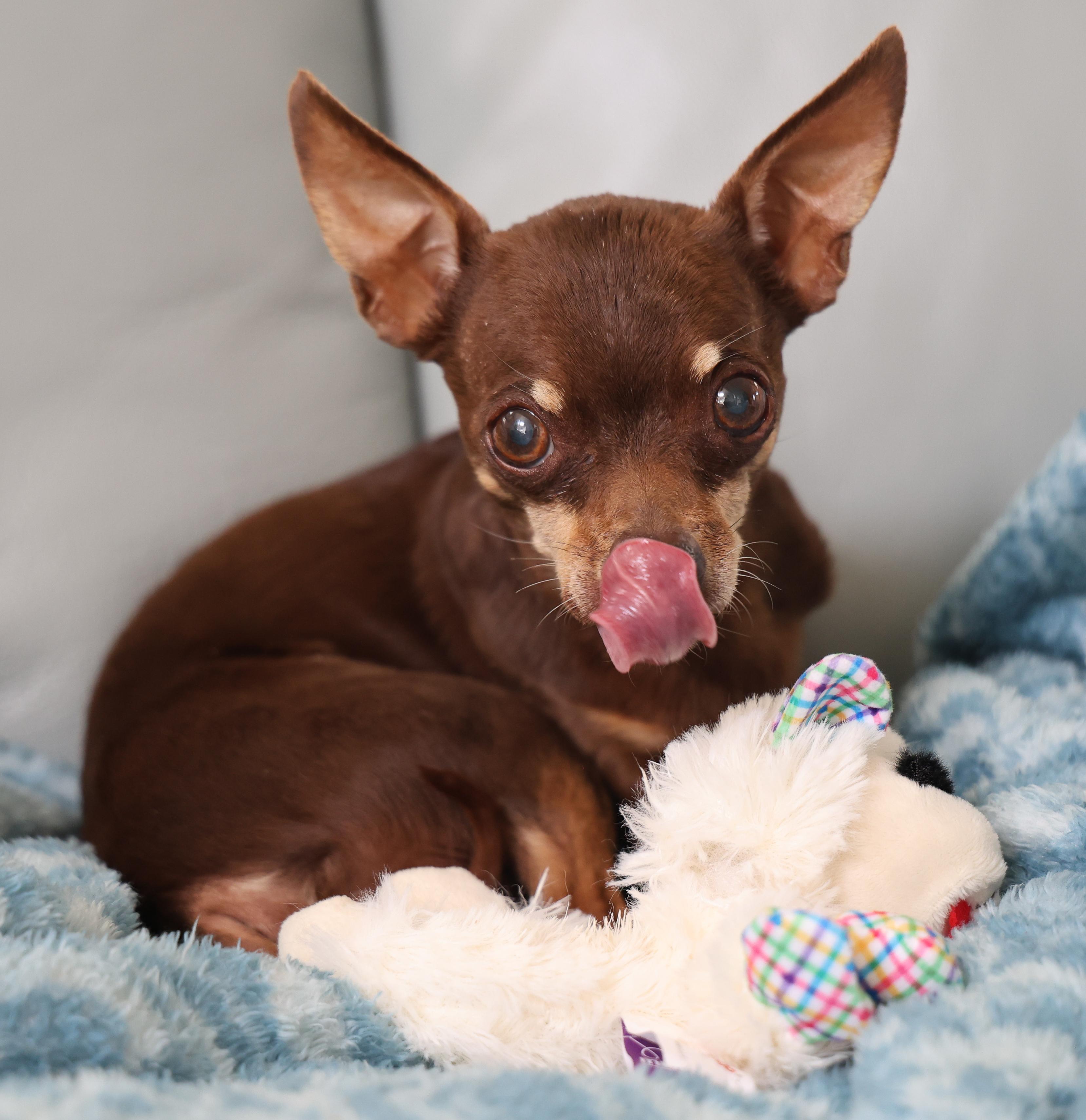 Simon, an adopted mixed breed in Anchorage, AK image 2/6