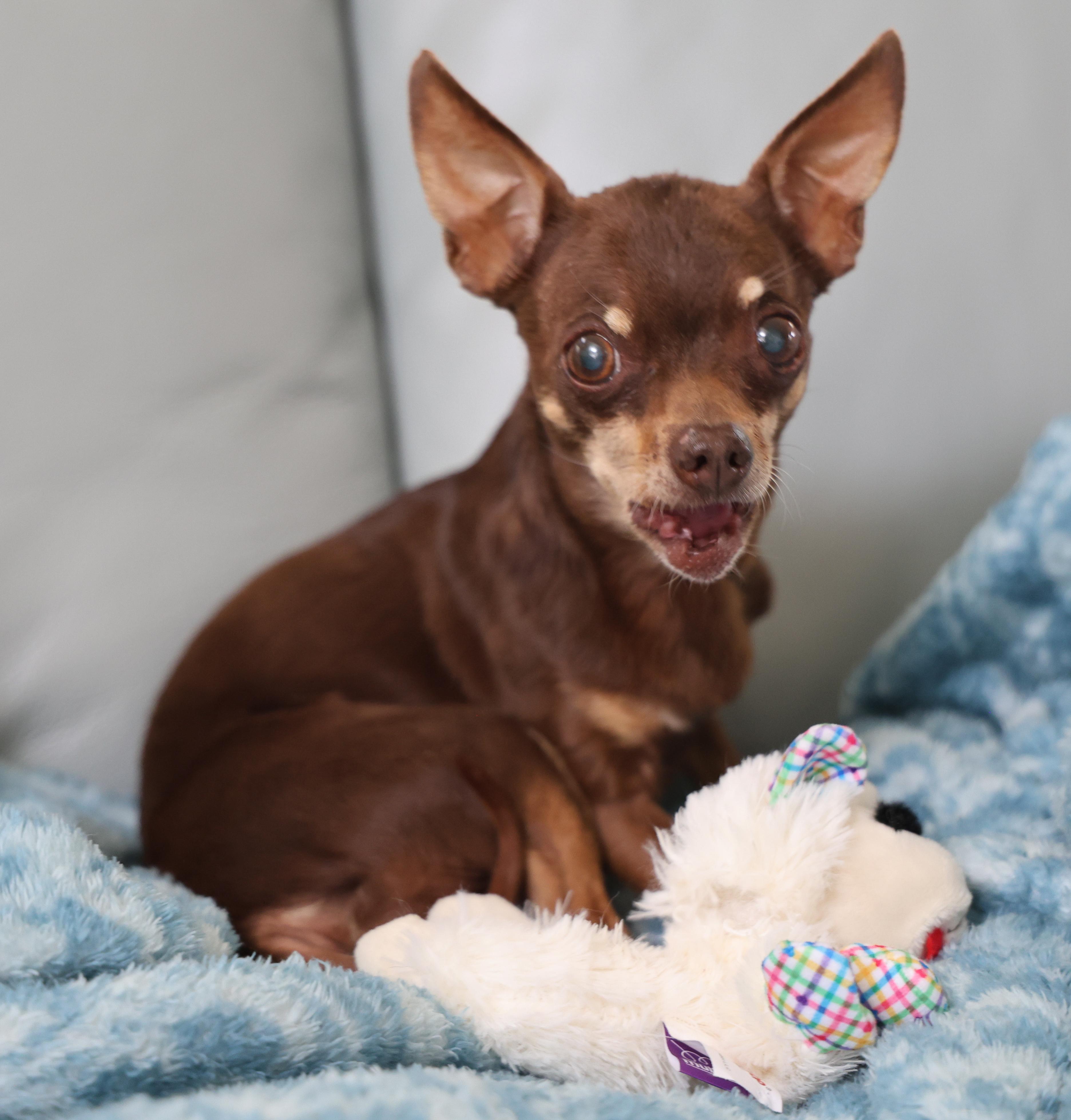Simon, an adopted mixed breed in Anchorage, AK image 3/6