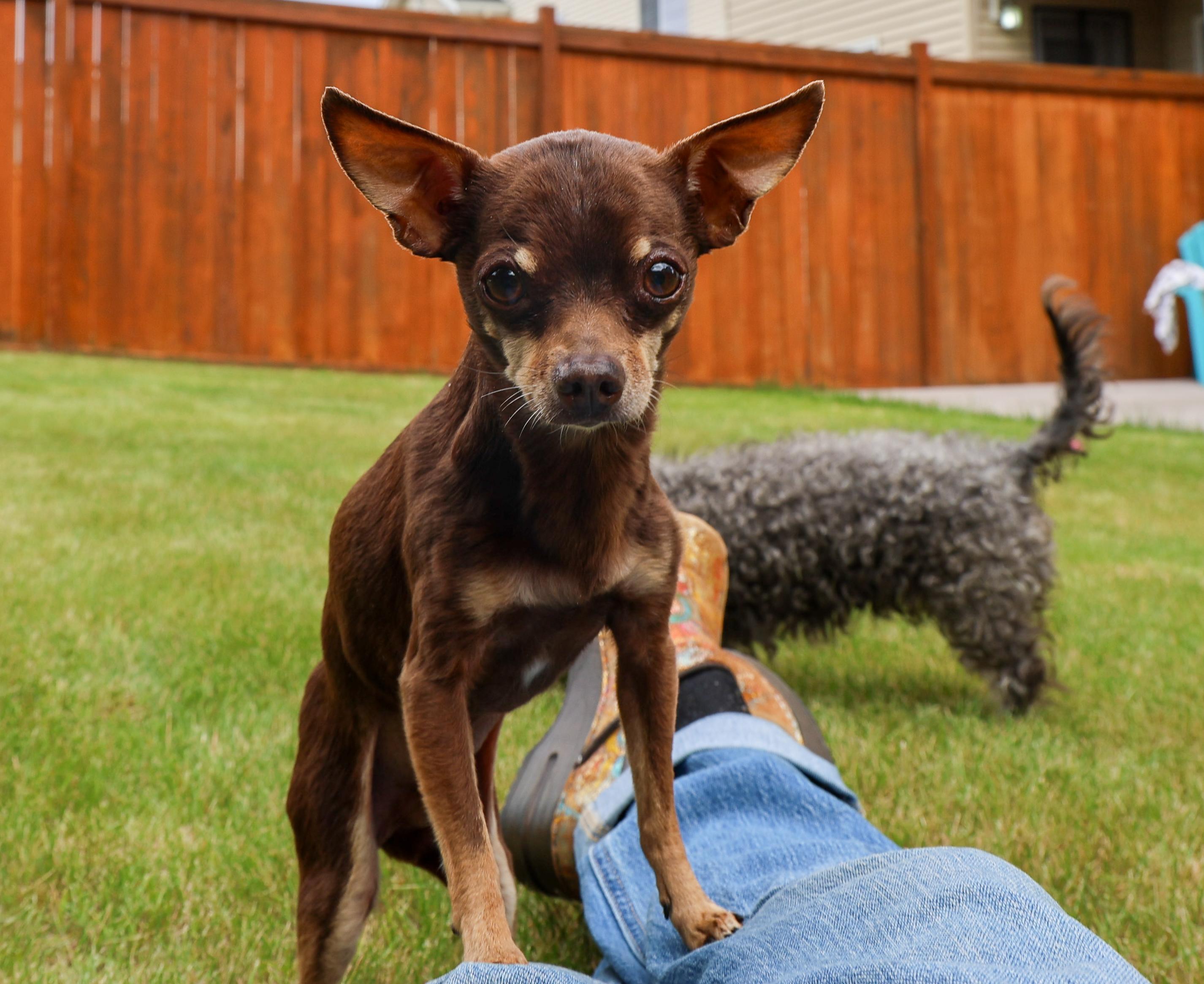 Simon, an adopted mixed breed in Anchorage, AK image 5/6