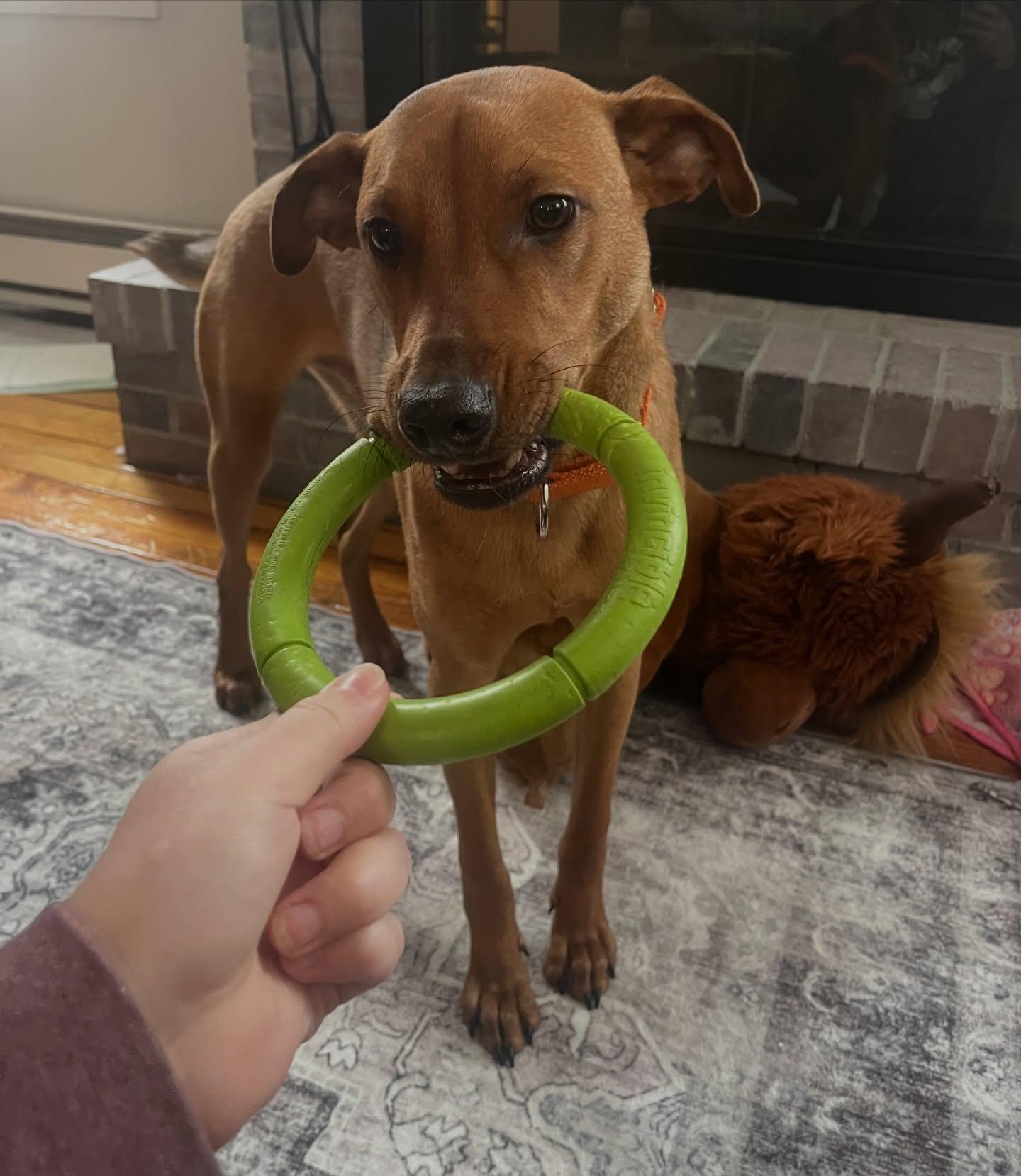 Enlarge Bacon, a ADOPTABLE mixed breed in Salem, NH image 5/5