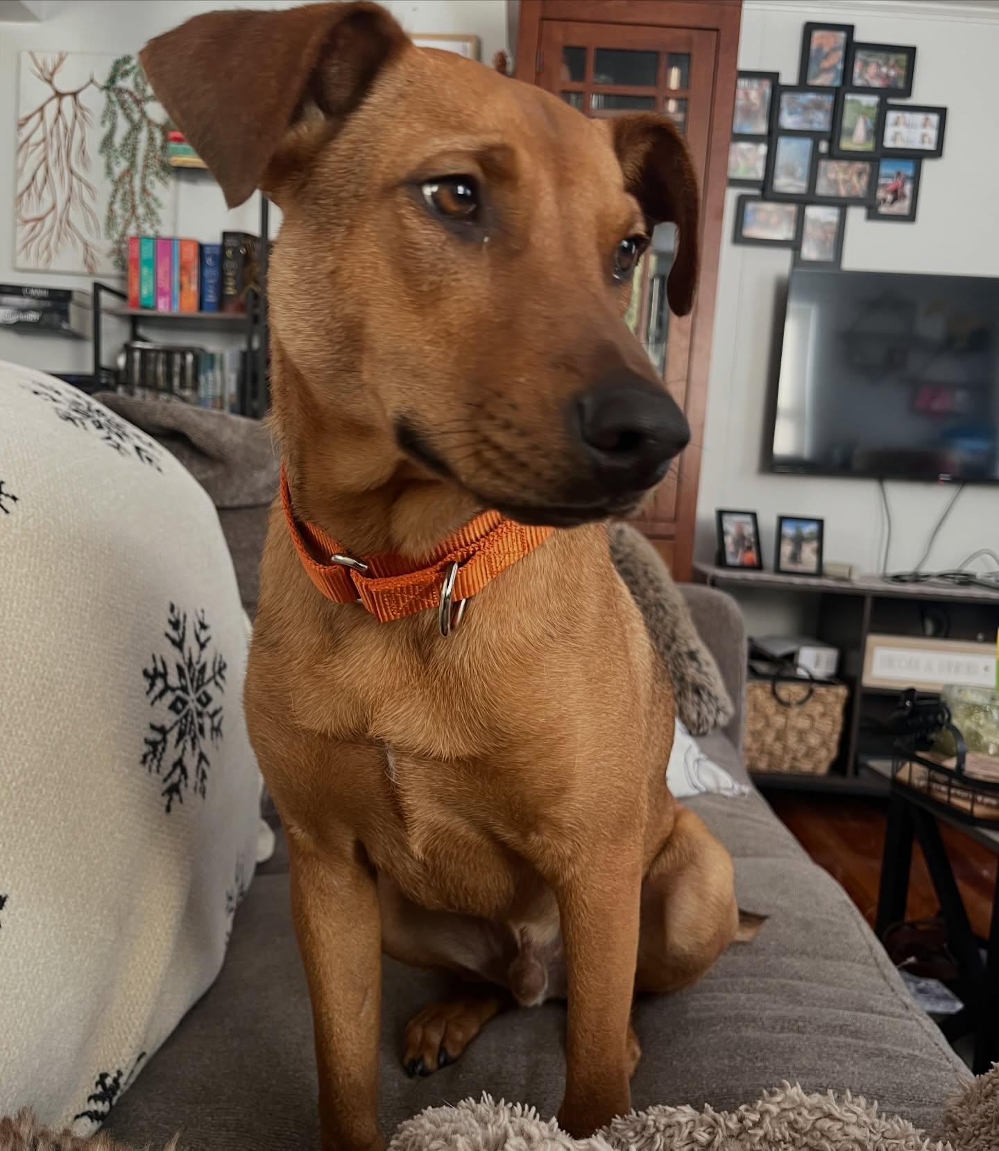 Enlarge Bacon, a ADOPTABLE mixed breed in Salem, NH image 4/5