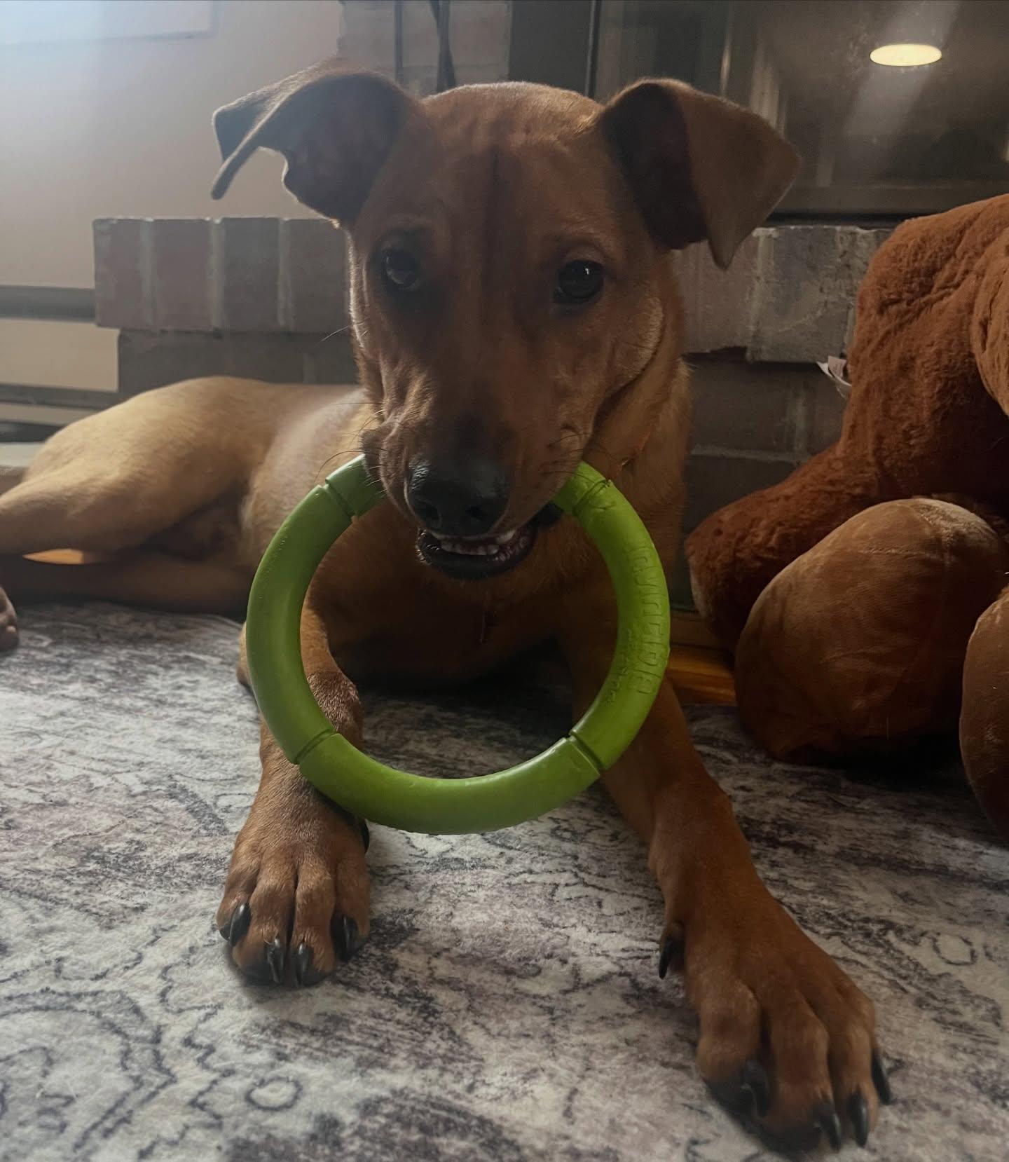 Bacon, ADOPTABLE, Young Male American Hairless Terrier.