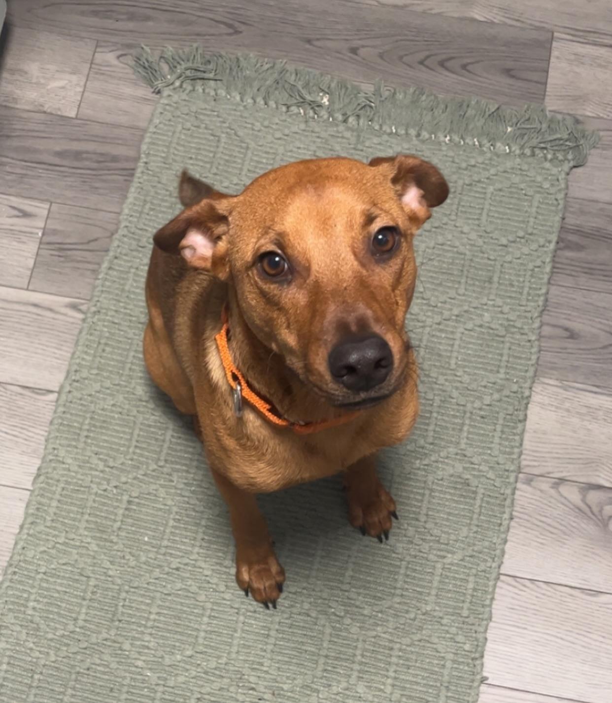 Enlarge Bacon, a ADOPTABLE mixed breed in Salem, NH image 3/5