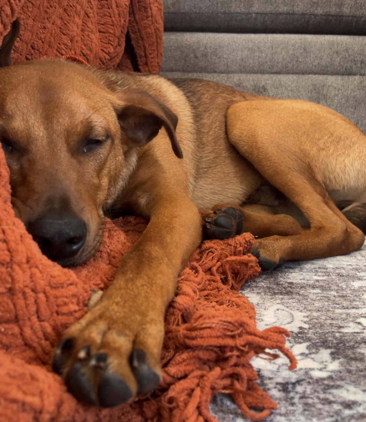 Enlarge Bacon, a ADOPTABLE mixed breed in Salem, NH image 2/5