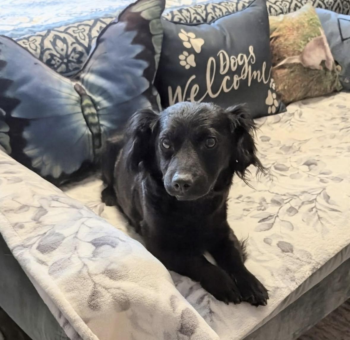 Enlarge Haley, a ADOPTABLE mixed breed in Kirkland , WA image 1/6
