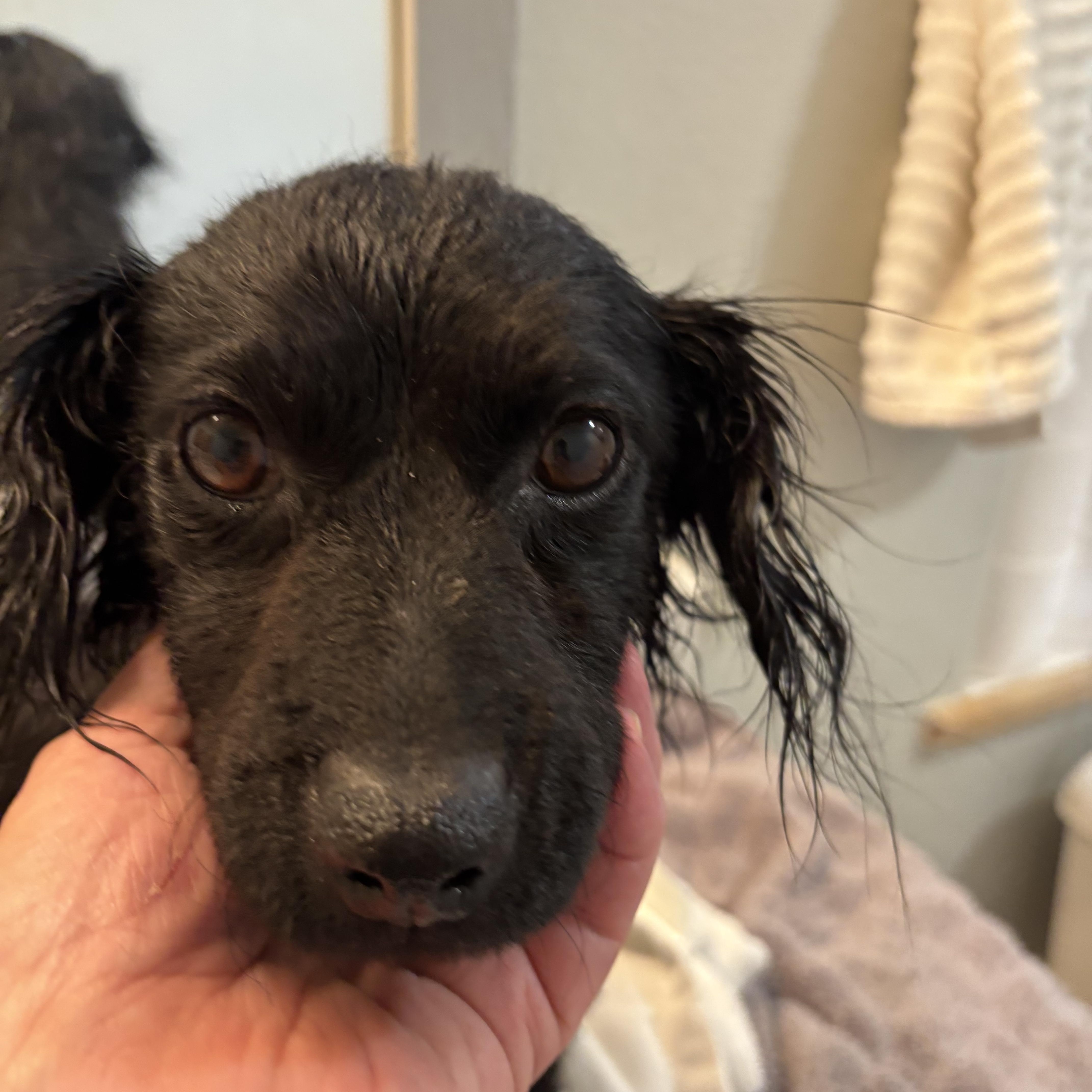 Enlarge Haley, a ADOPTABLE mixed breed in Kirkland , WA image 5/6
