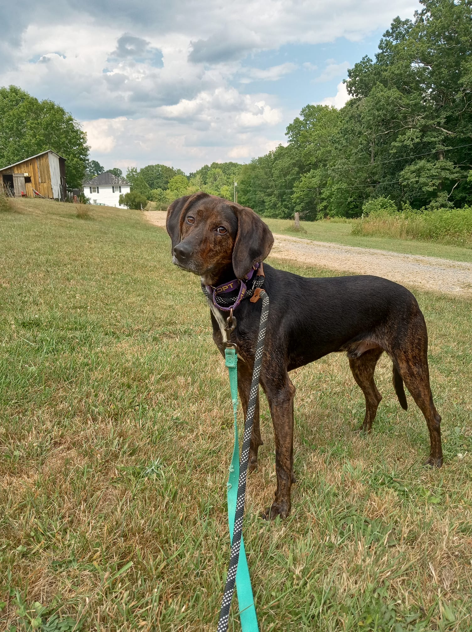 Noah, a Adoptable mixed breed in Stuarts Draft, VA image 1/6