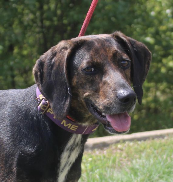 Noah, a Adoptable mixed breed in Stuarts Draft, VA image 2/6