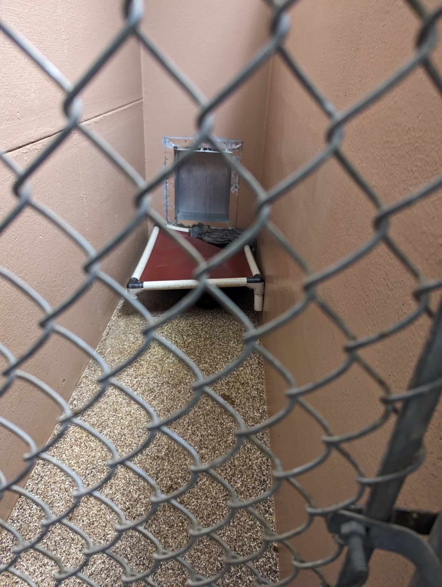 Noah, a Adoptable mixed breed in Stuarts Draft, VA image 3/6