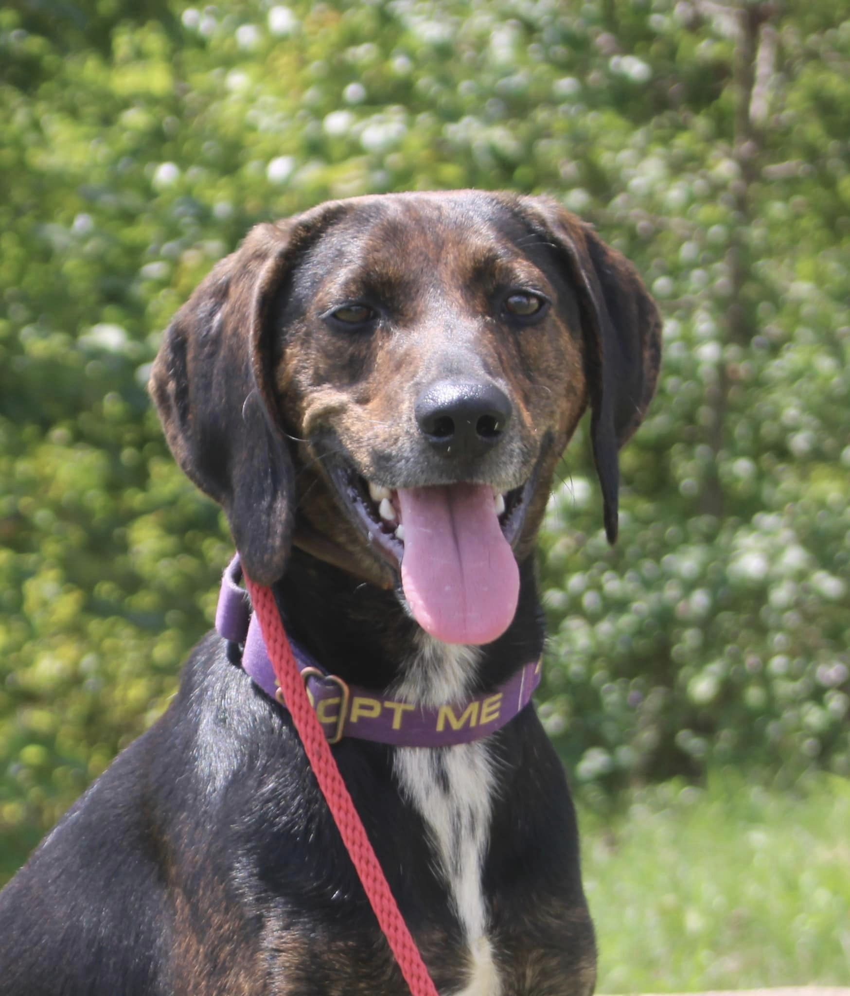 Noah, a Adoptable mixed breed in Stuarts Draft, VA image 4/6