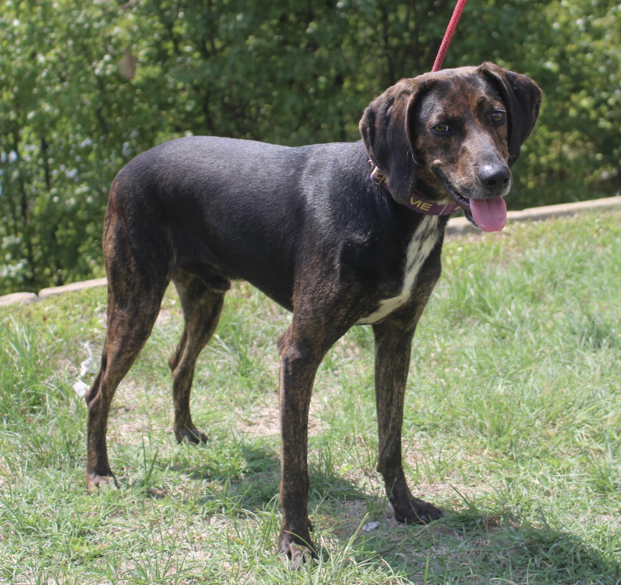 Noah, a Adoptable mixed breed in Stuarts Draft, VA image 5/6