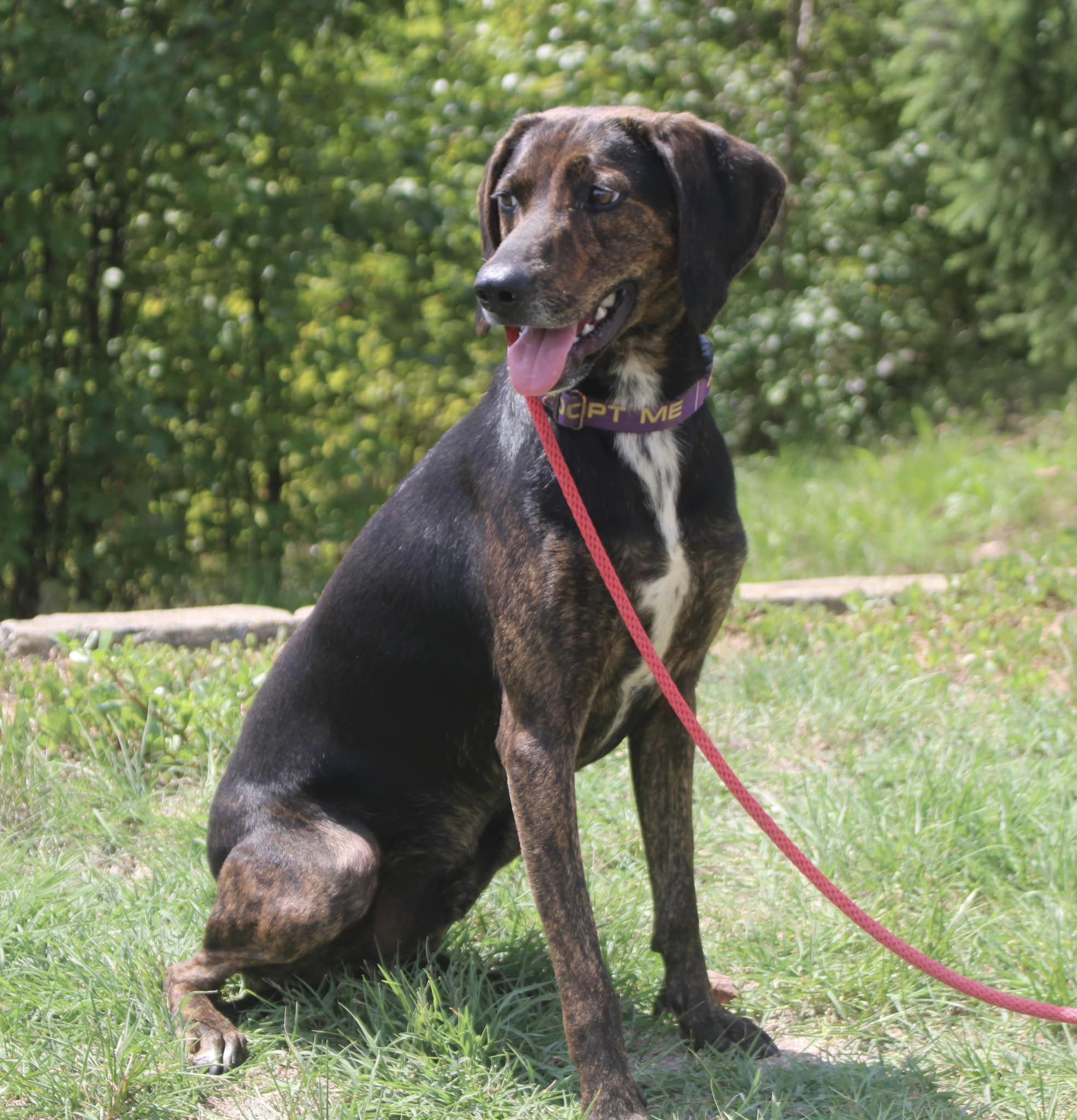 Noah, a Adoptable mixed breed in Stuarts Draft, VA image 6/6