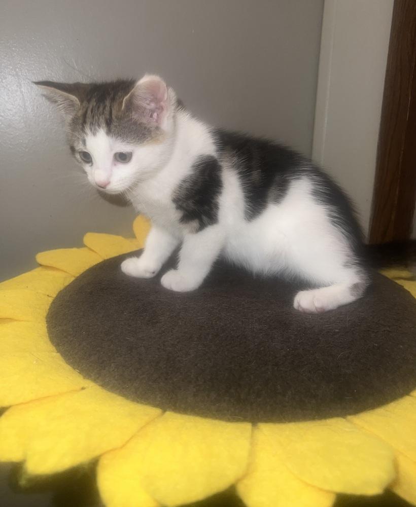 Angelina, Adoptable, Kitten Female Domestic Short Hair.