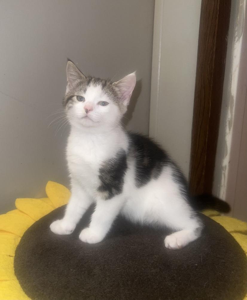 Angelina, a Adoptable mixed breed in Wilmington, NC image 2/3