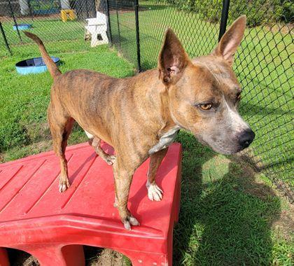 Clem (HW+) @ Foster Home, Adoptable, Adult Male Terrier & Mixed Breed.