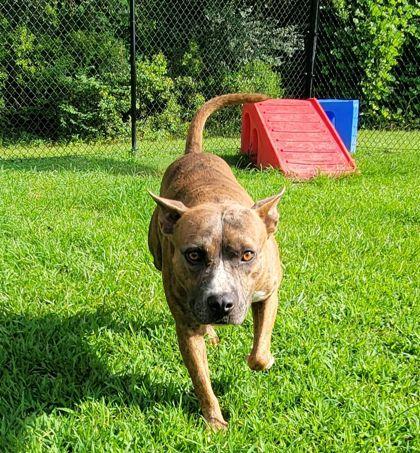 Enlarge Clem (HW+) @ Foster Home, a Adoptable mixed breed in Conway, SC image 2/3