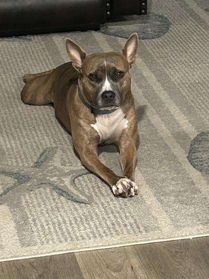 Enlarge Clem (HW+) @ Foster Home, a Adoptable mixed breed in Conway, SC image 4/4