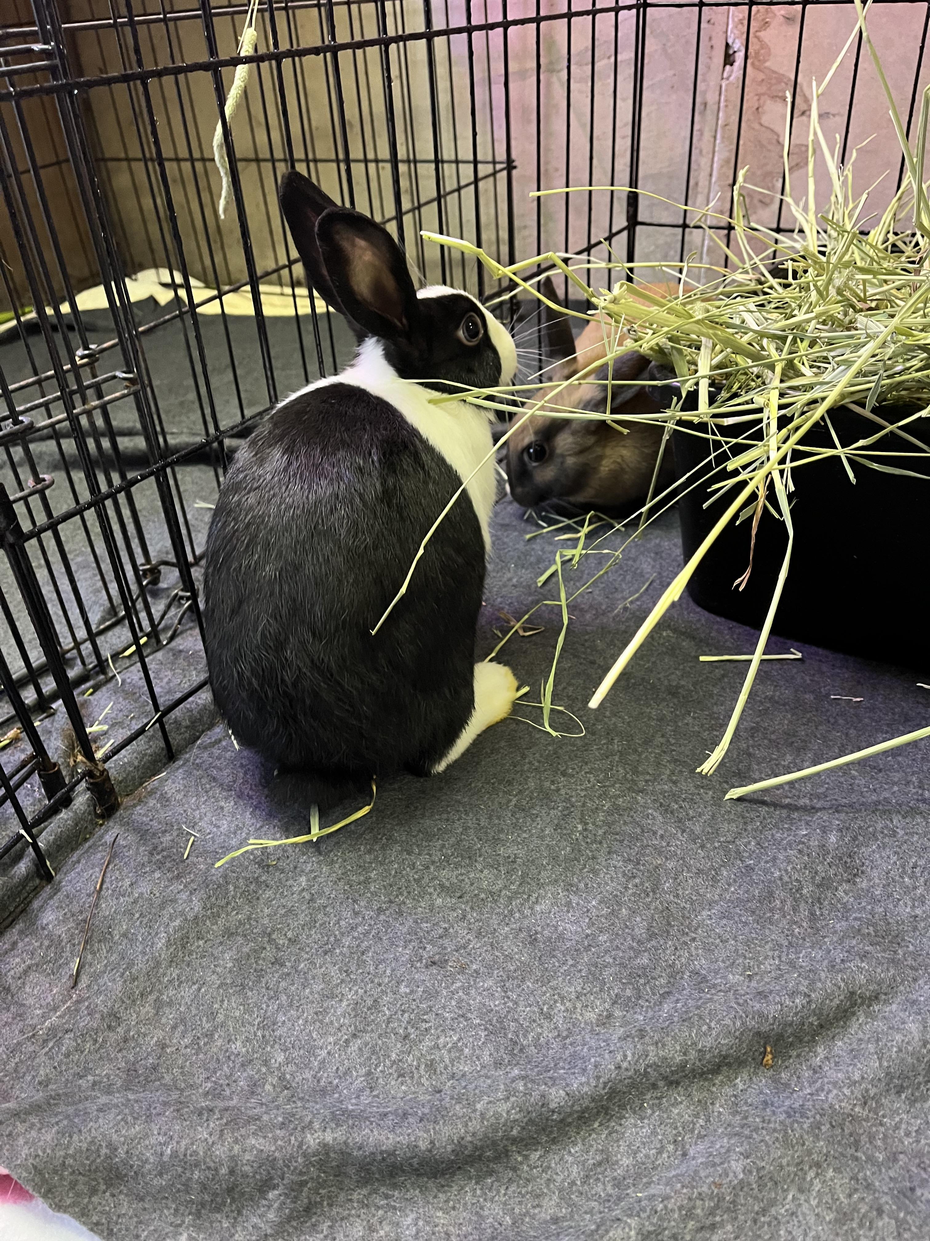 Rabbit