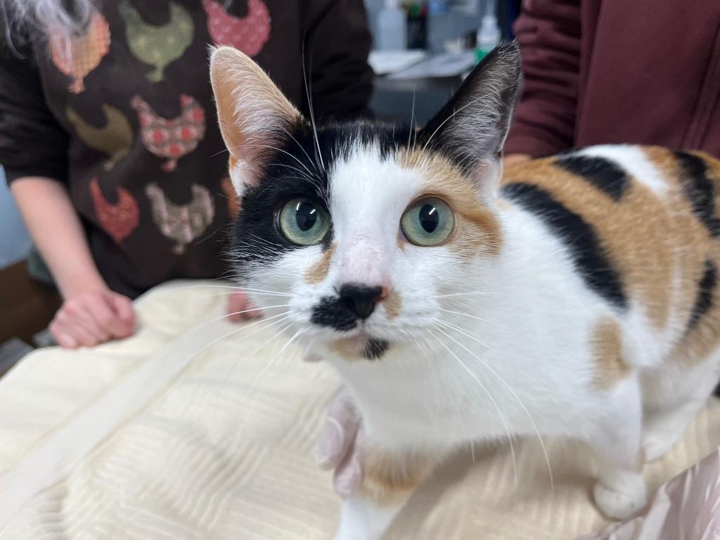 Oriana, Adoptable, Young Female Domestic Short Hair.