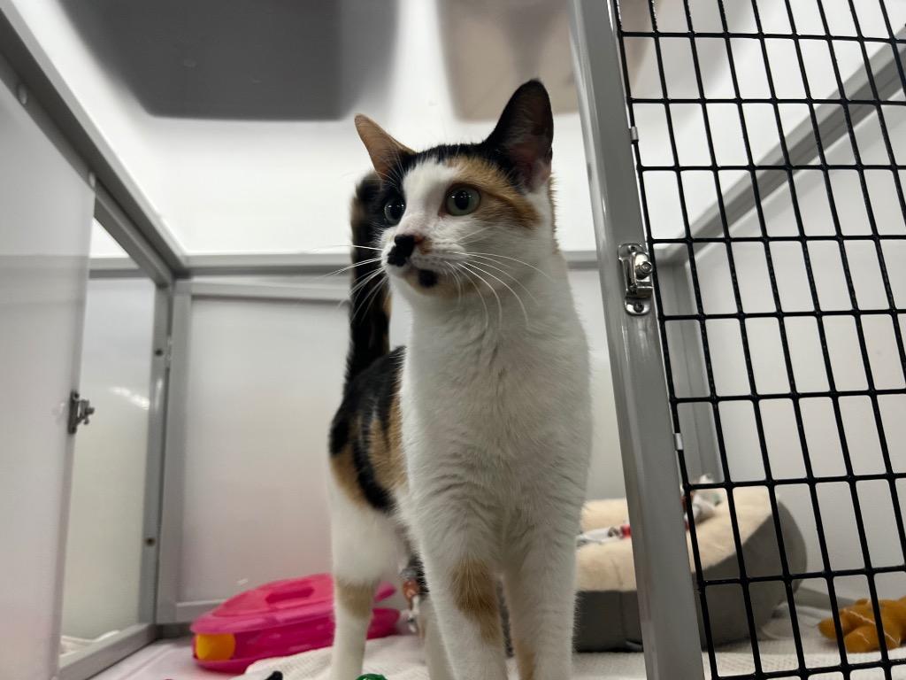 Enlarge Oriana, a Adoptable mixed breed in Raleigh, NC image 2/6