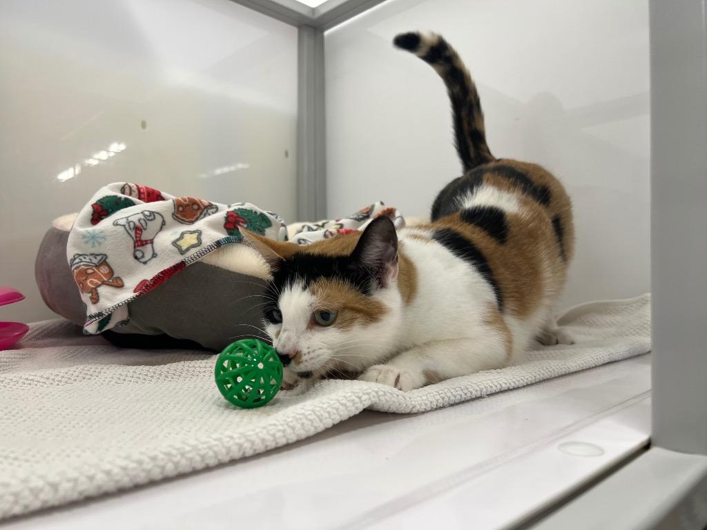 Enlarge Oriana, a Adoptable mixed breed in Raleigh, NC image 3/6