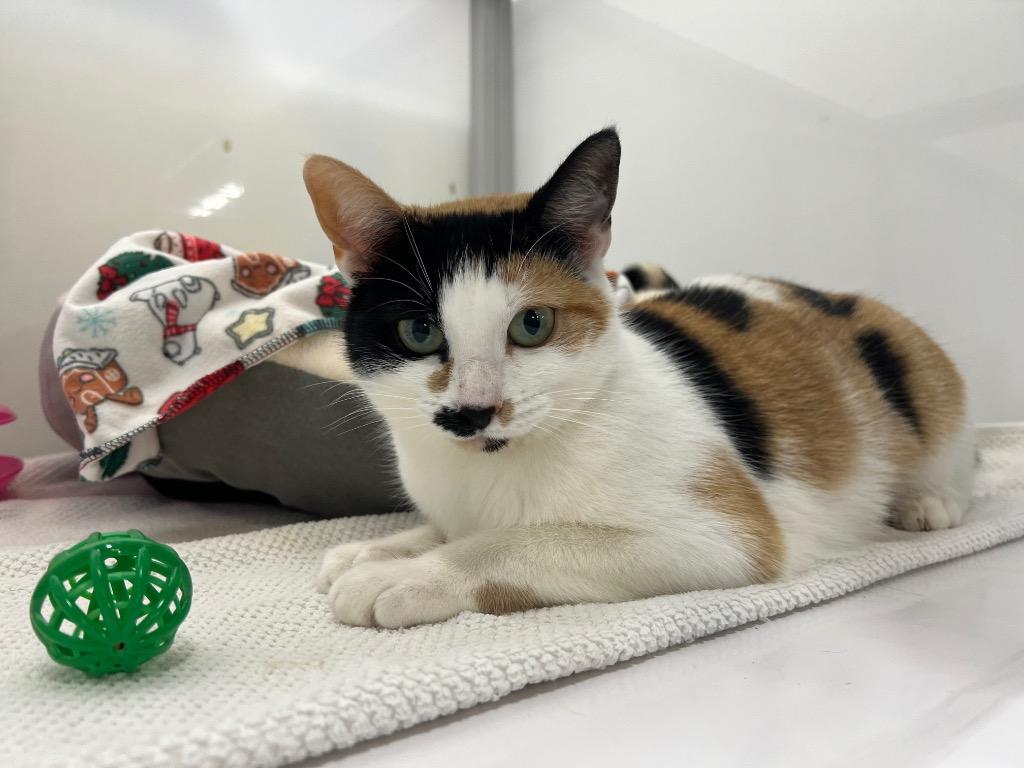 Enlarge Oriana, a Adoptable mixed breed in Raleigh, NC image 5/6