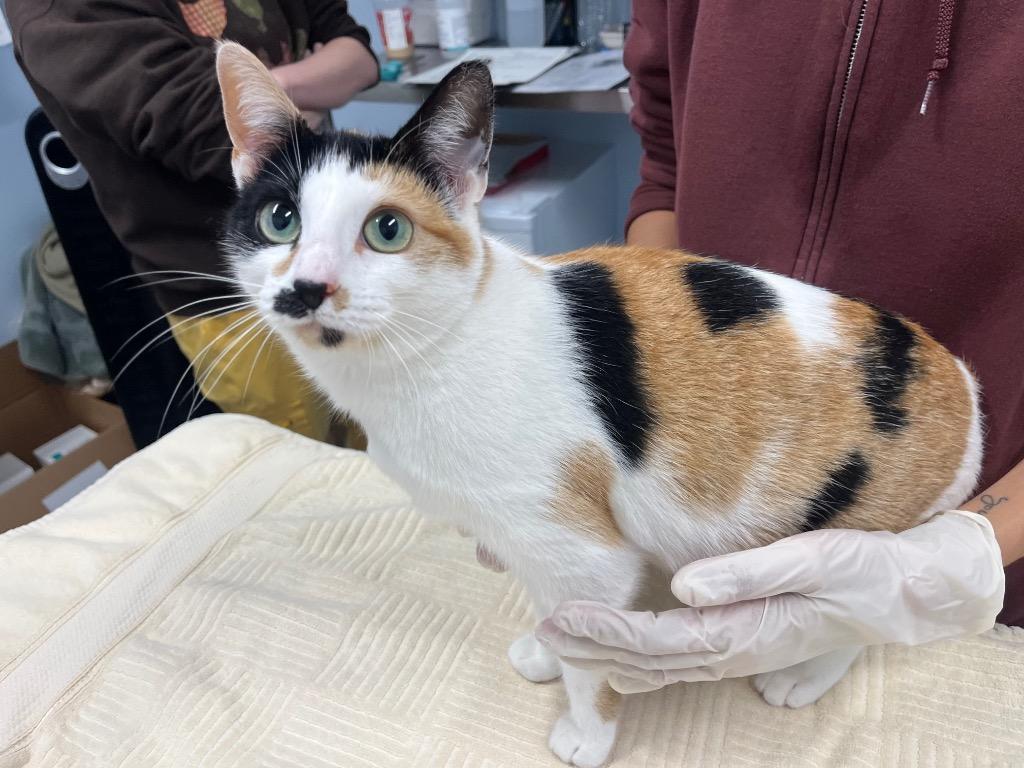 Enlarge Oriana, a Adoptable mixed breed in Raleigh, NC image 6/6