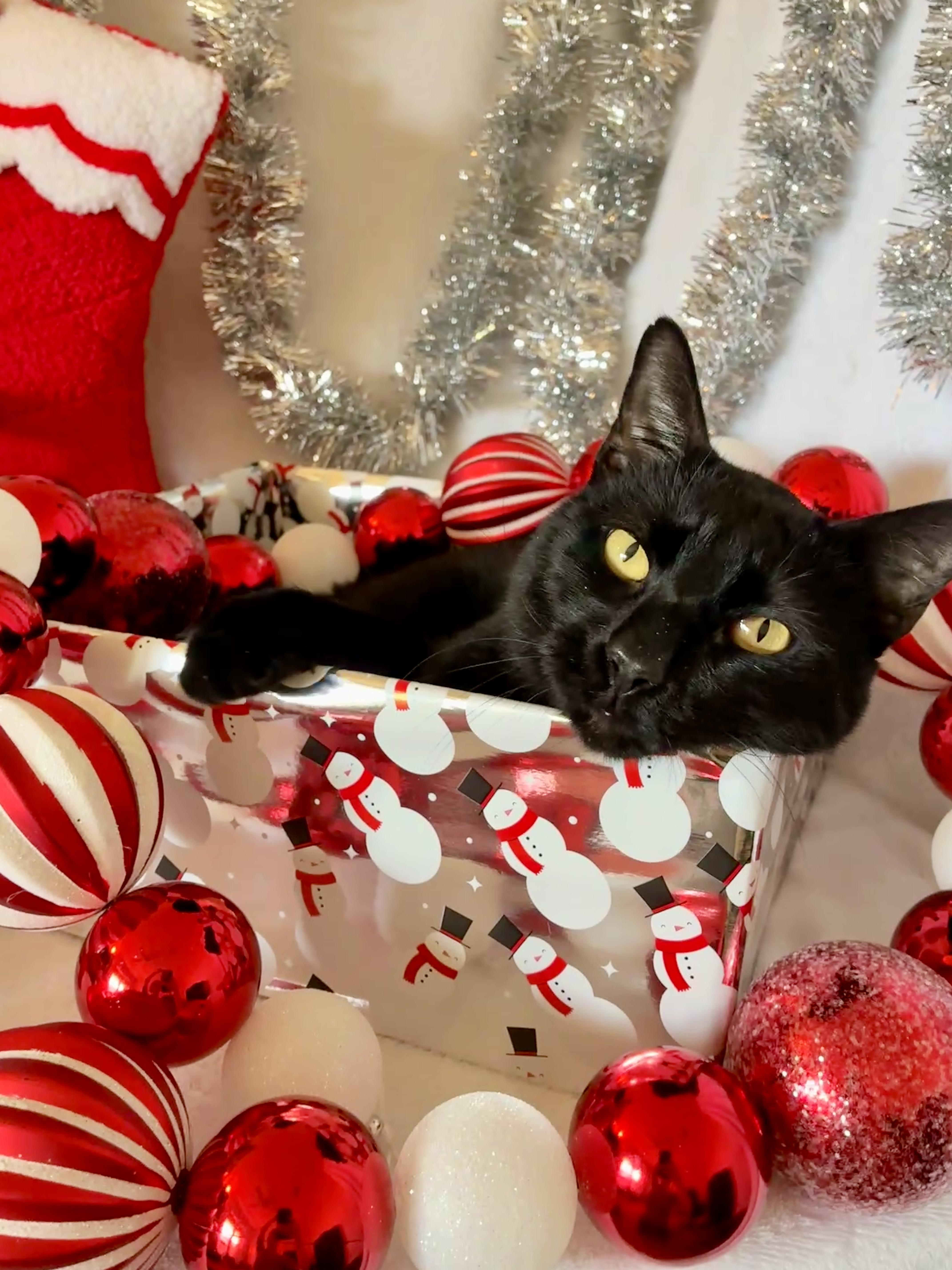 Dusty, Adoptable, Adult Male Domestic Short Hair & Bombay.