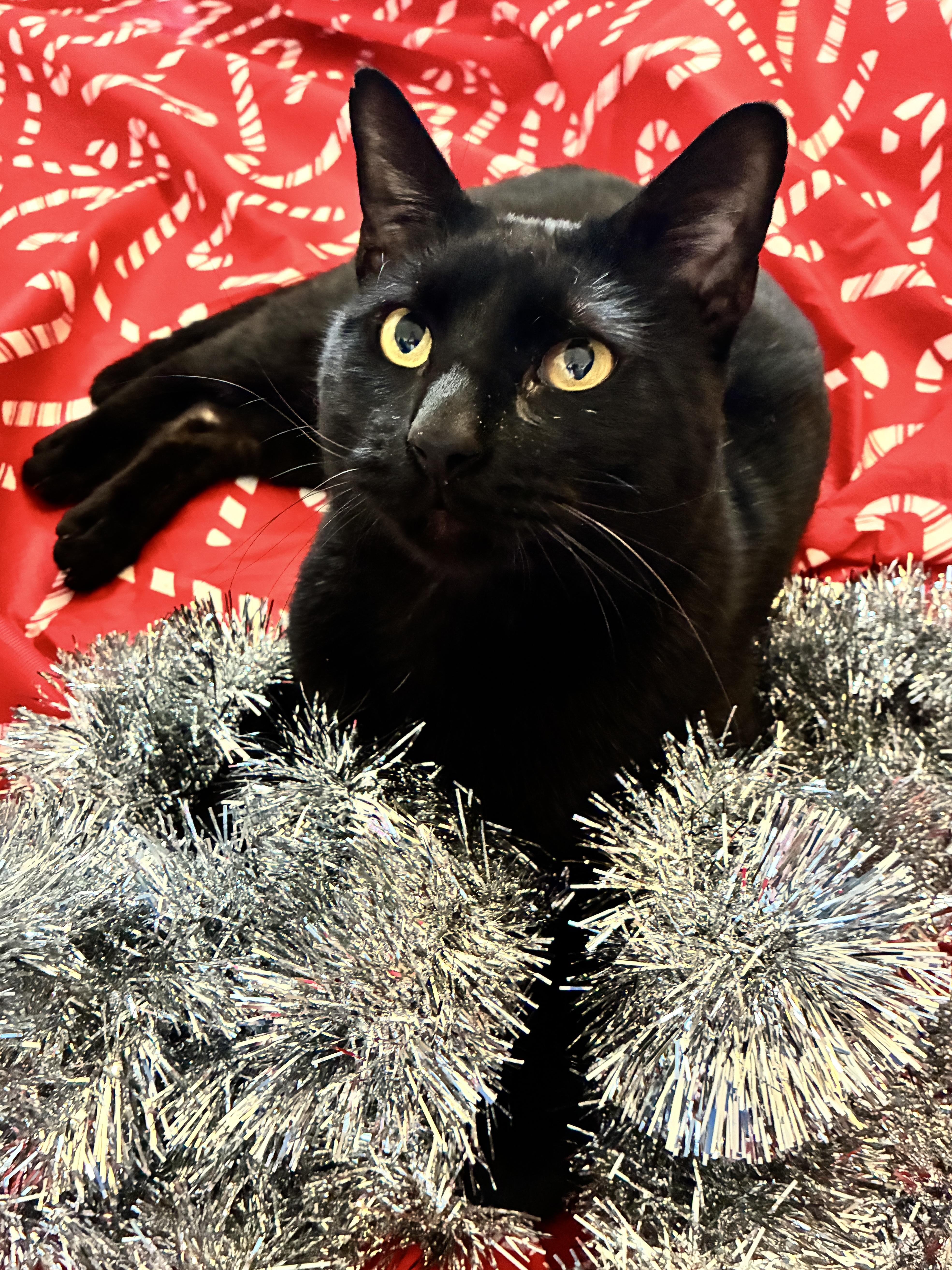 Enlarge Dusty, a Adoptable mixed breed in Waller, TX image 2/3