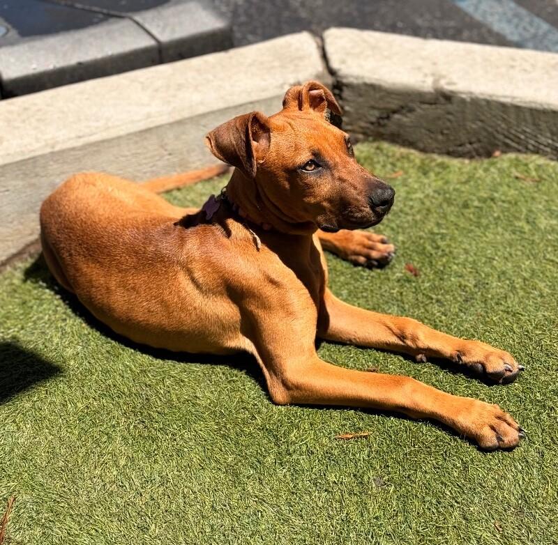 Countess Yamabella of Mashwell, Adoptable, Puppy Female Rhodesian Ridgeback & Mixed Breed.