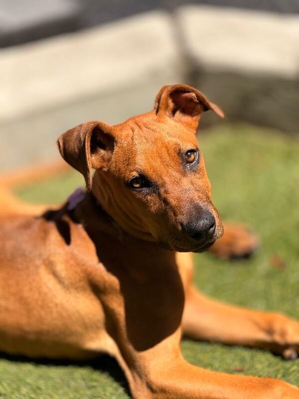 Enlarge Countess Yamabella of Mashwell, a Adoptable mixed breed in Van Nuys, CA image 3/6