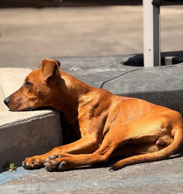 Enlarge Countess Yamabella of Mashwell, a Adoptable mixed breed in Van Nuys, CA image 4/6