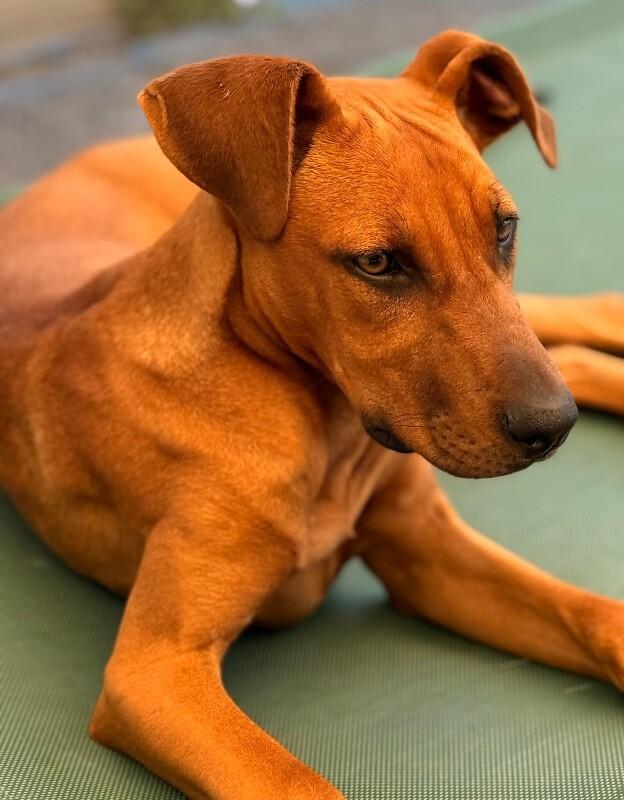 Enlarge Countess Yamabella of Mashwell, a Adoptable mixed breed in Van Nuys, CA image 5/6