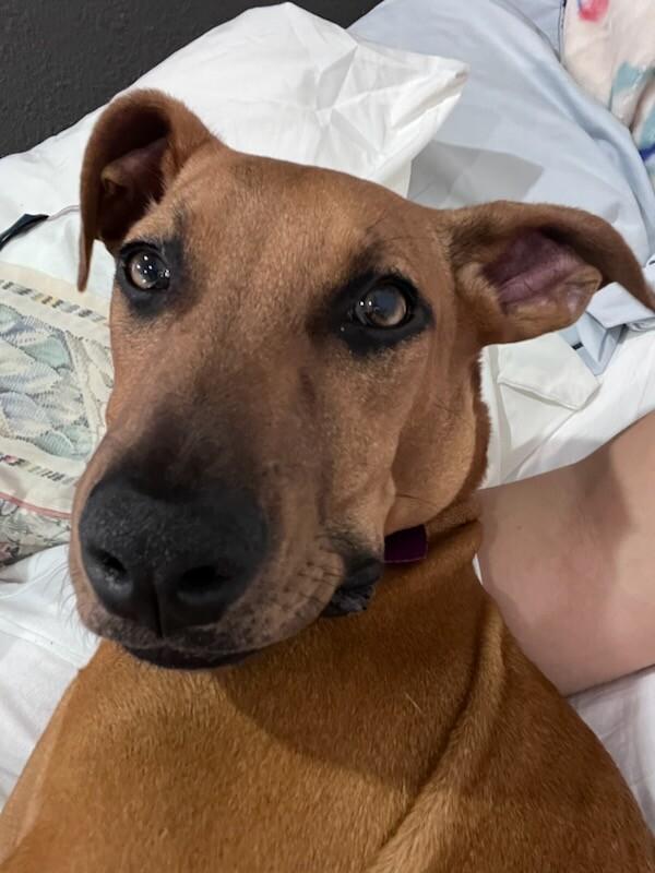 Enlarge Countess Yamabella of Mashwell, a Adoptable mixed breed in Van Nuys, CA image 6/6