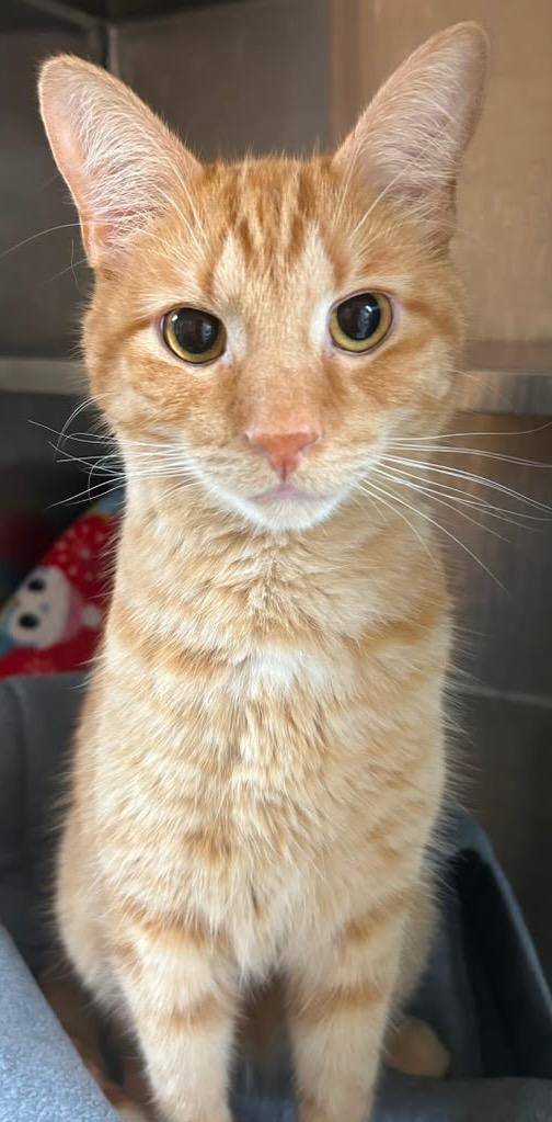 Reggie, Adoptable, Young Male Domestic Short Hair.