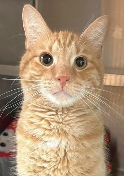 Reggie, a Adoptable mixed breed in Spooner, WI image 2/4