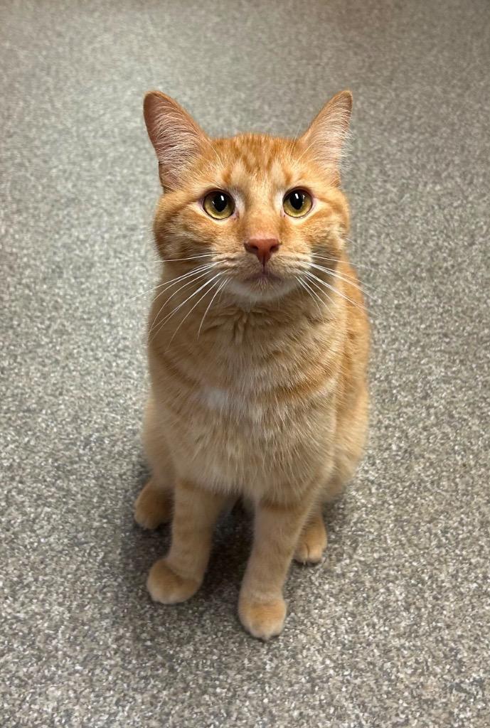 Reggie, a Adoptable mixed breed in Spooner, WI image 3/4