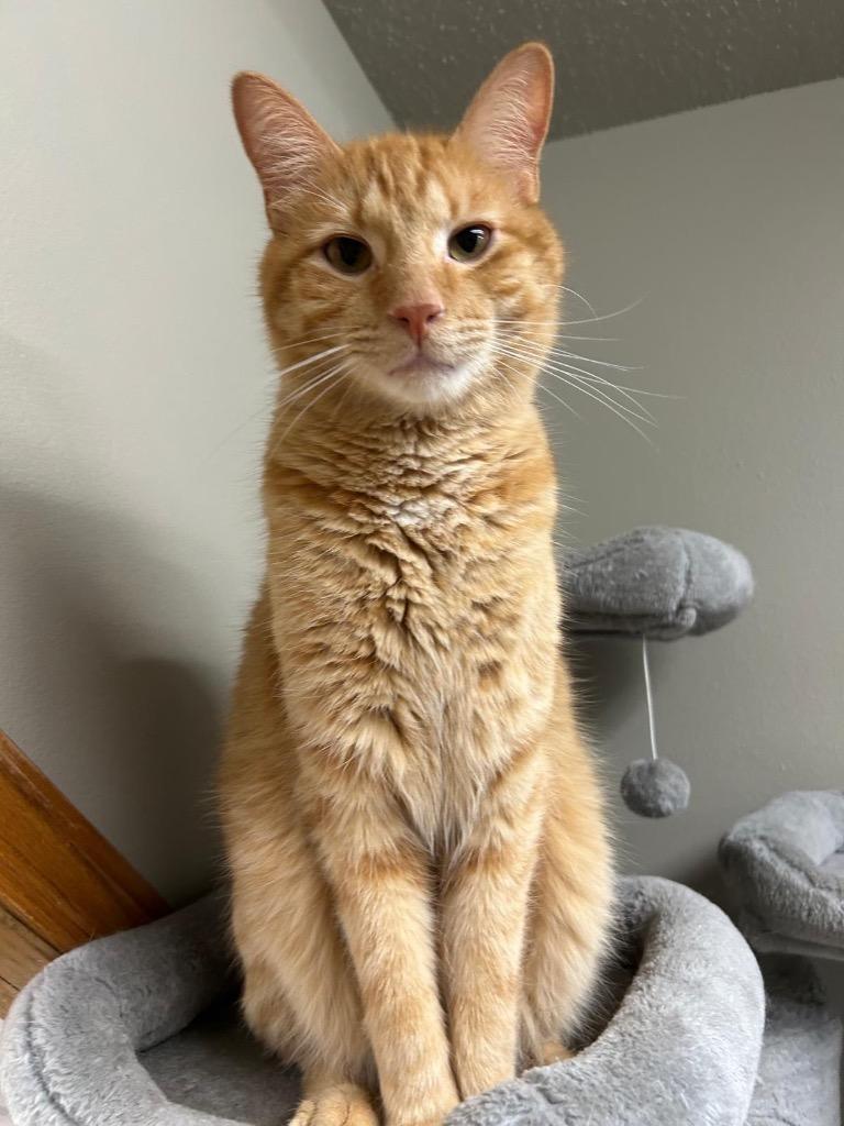 Enlarge Reggie, a Adoptable mixed breed in Spooner, WI image 4/6