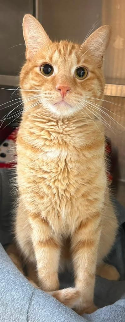 Reggie, a Adoptable mixed breed in Spooner, WI image 2/2