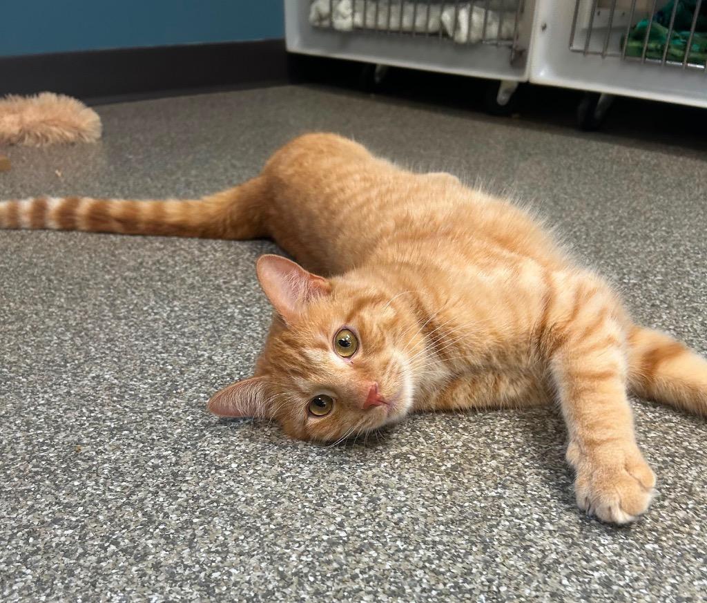 Reggie, a Adoptable mixed breed in Spooner, WI image 4/4