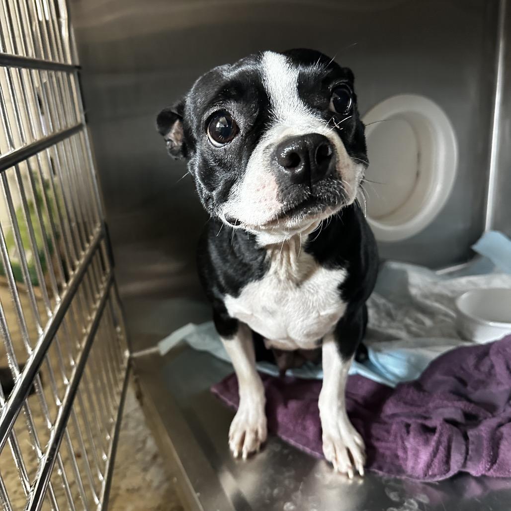 Tootsie, Adoptable, Young Female Boston Terrier.