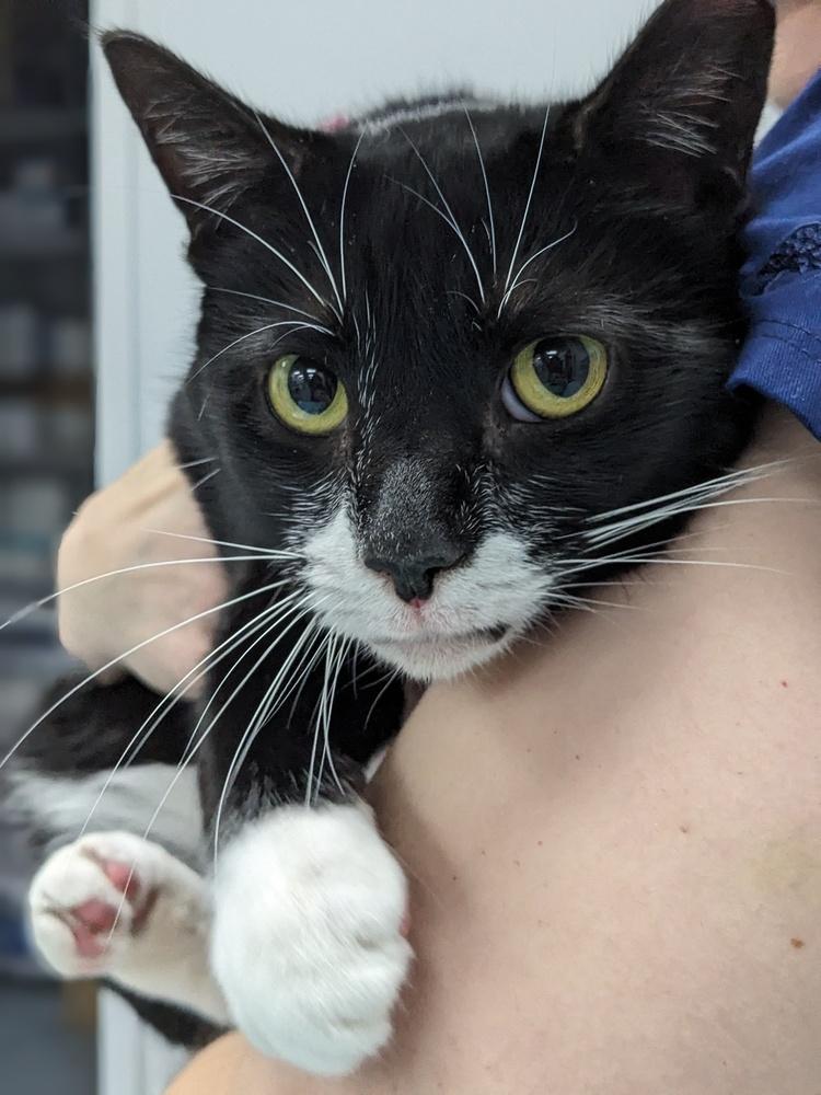 Fiona, Adoptable, Adult Female Domestic Short Hair.