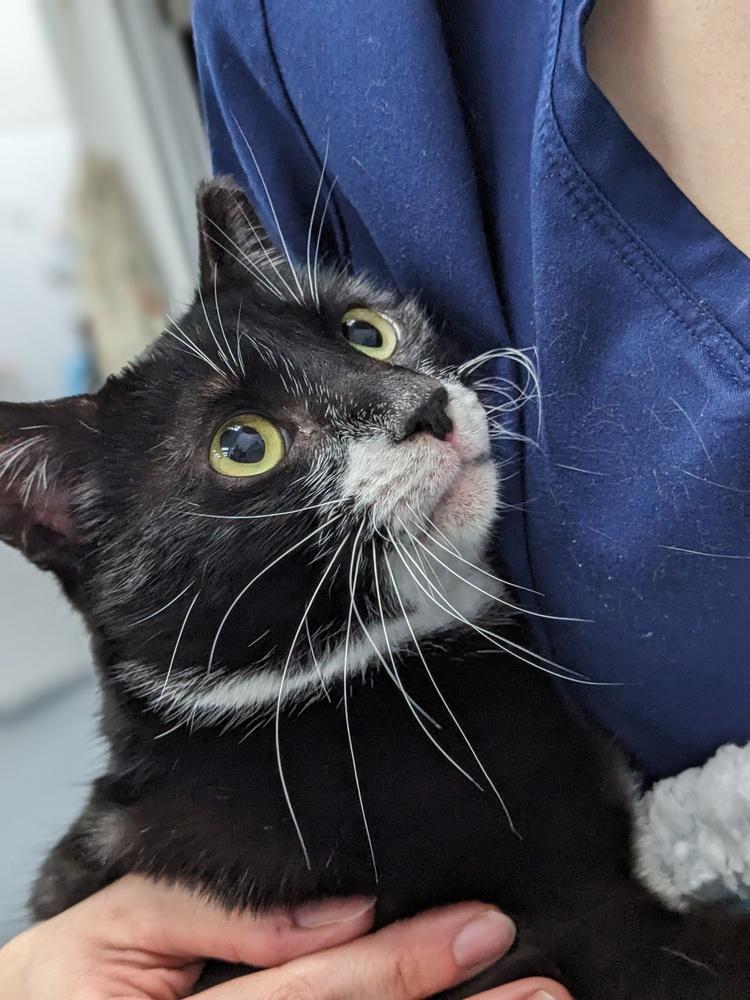 Enlarge Fiona, a Adoptable Domestic Short Hair in Raleigh, NC image 2/6