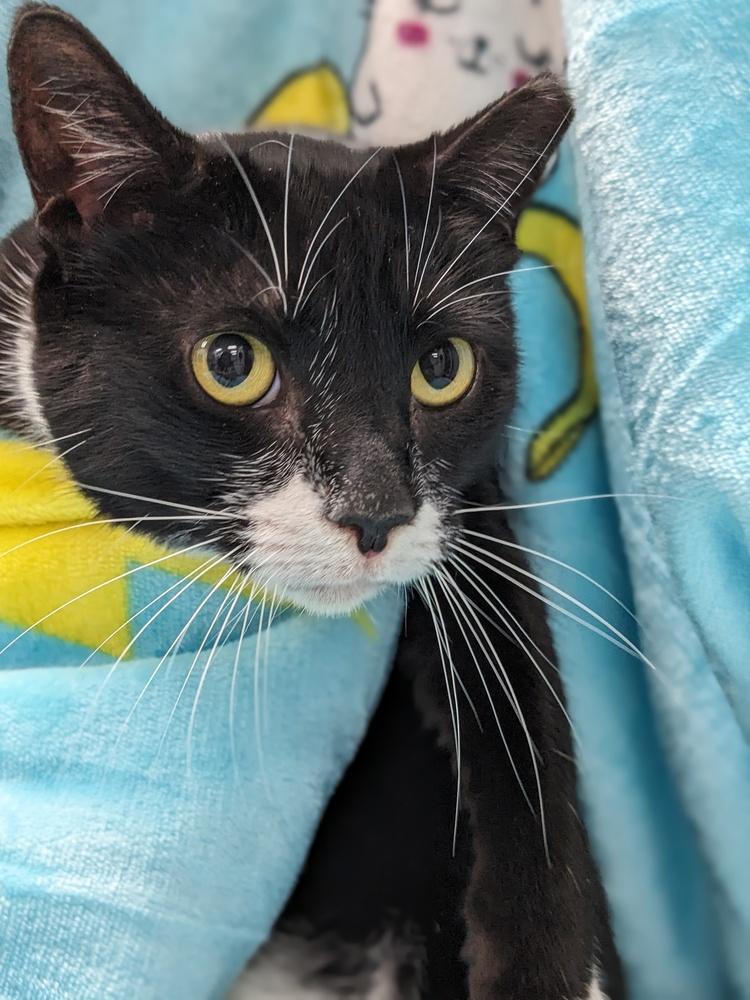 Fiona, Adoptable, Adult Female Domestic Short Hair.