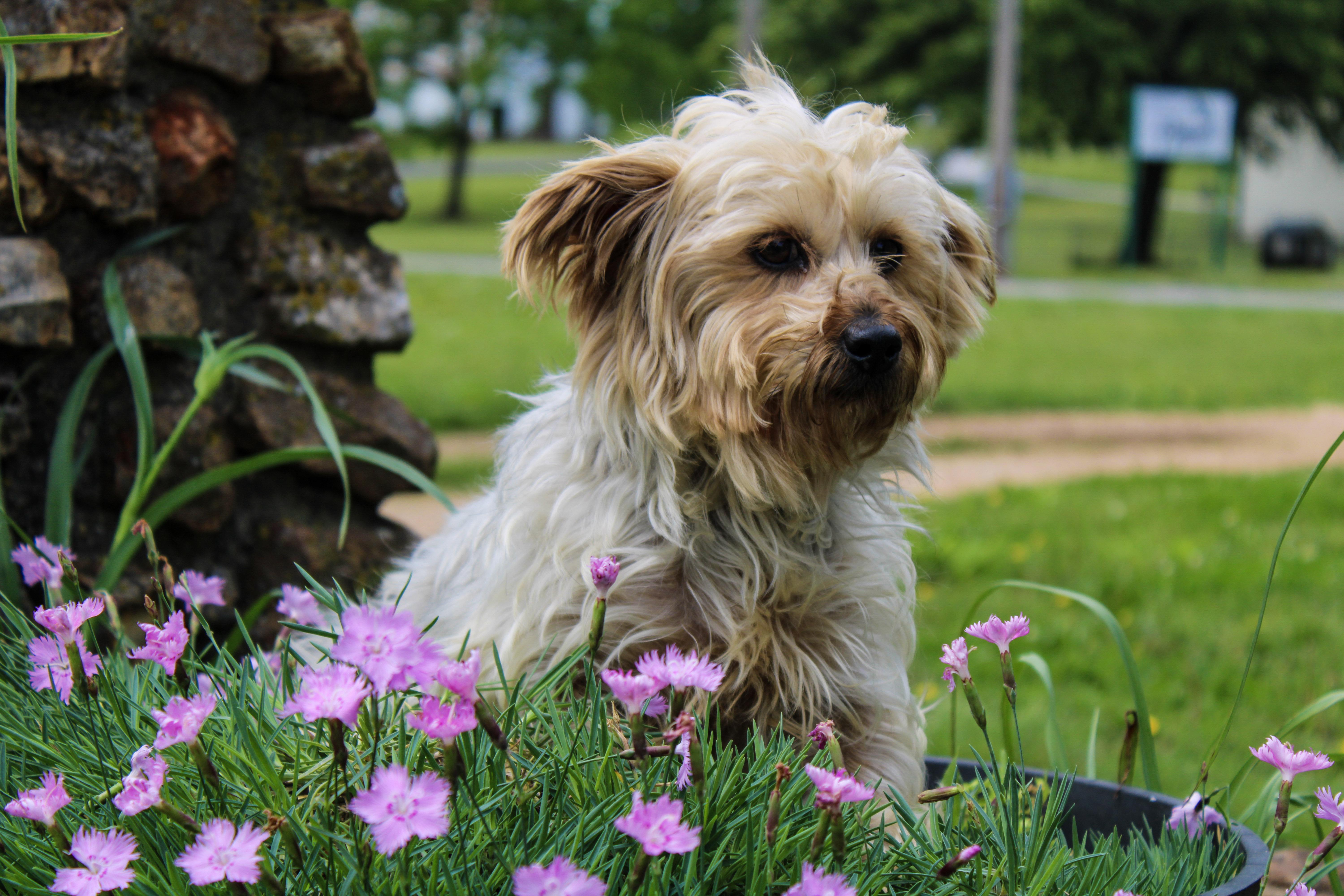 Jami Bonnie, a ADOPTABLE Yorkshire Terrier in Neosho, MO image 4/4
