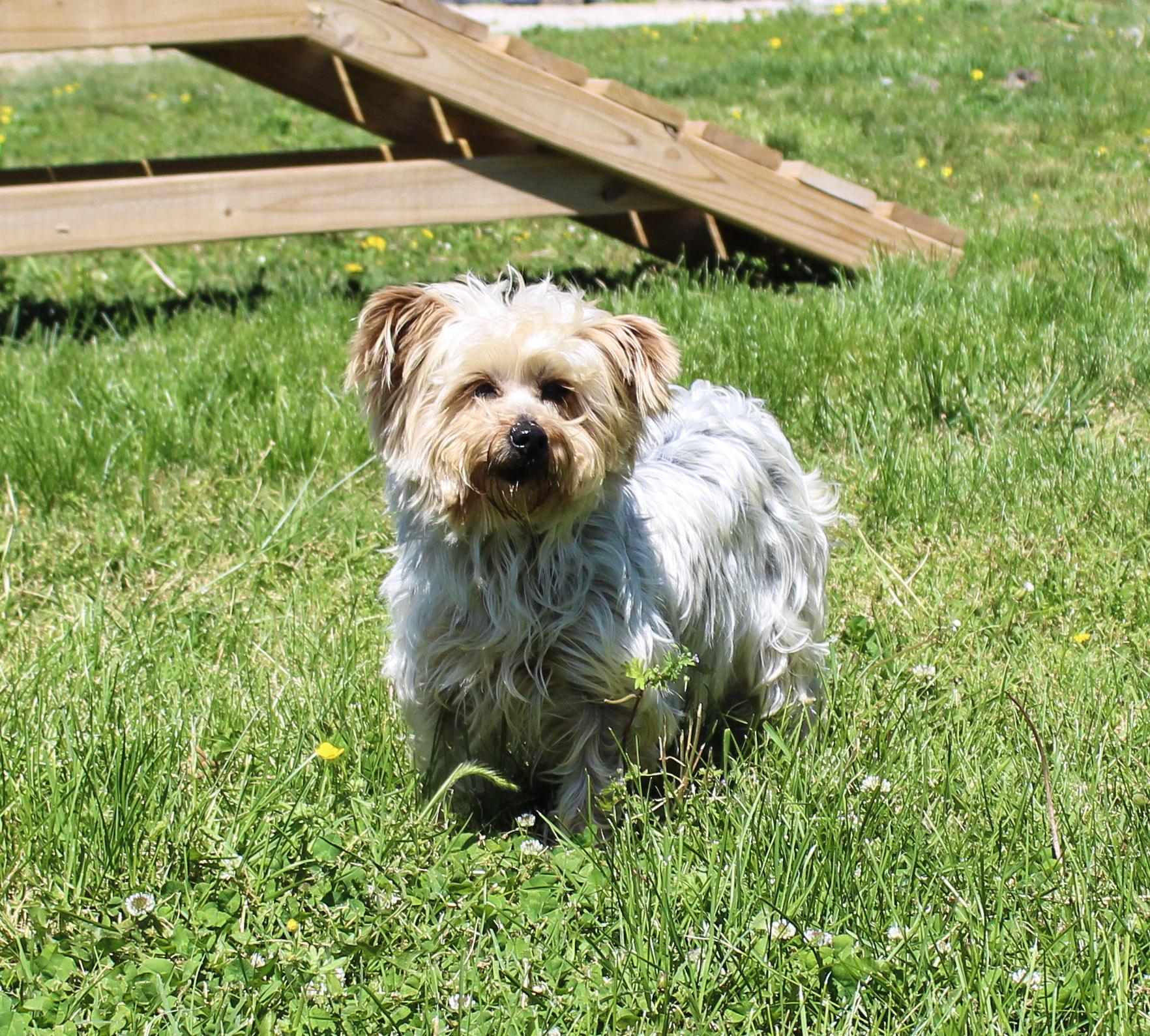 Jami Bonnie, a ADOPTABLE Yorkshire Terrier in Neosho, MO image 2/4