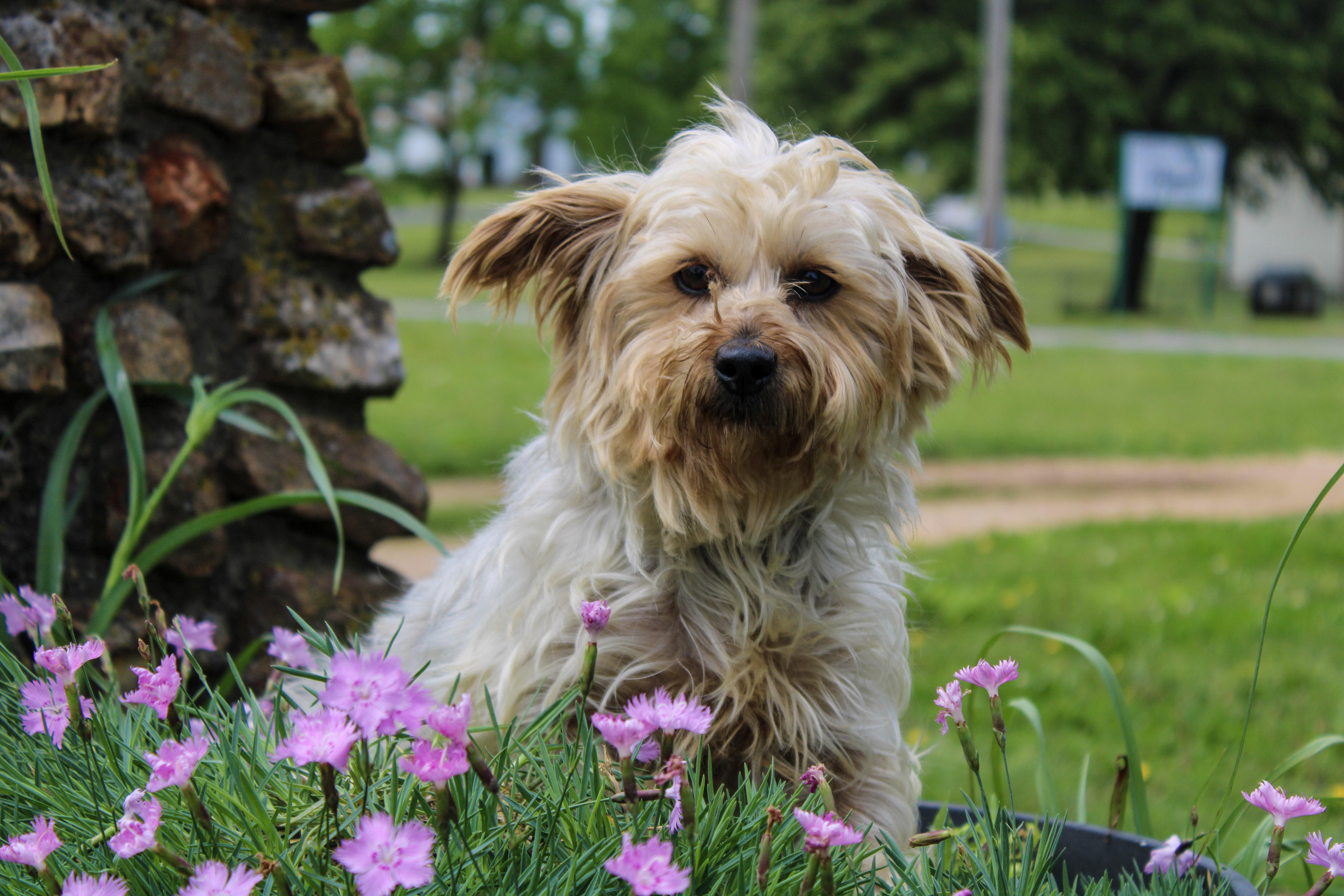 Jami Bonnie, a ADOPTABLE Yorkshire Terrier in Neosho, MO image 3/4